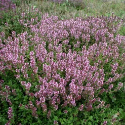 Kombipaket Heimische Stauden/Stauden für Bienen, Schmetterlinge