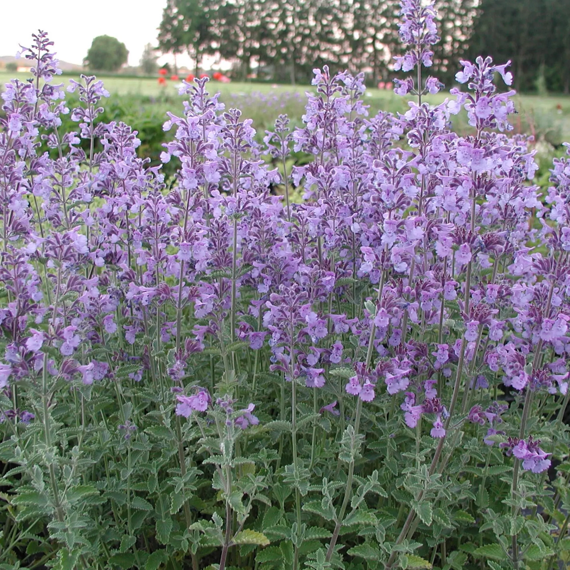 Kombipaket Klimawandel- und Stauden für Bienen, Schmetterlinge