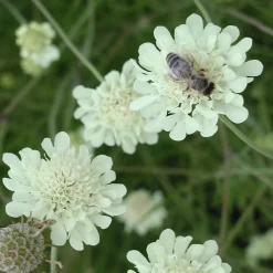 Kombipaket Klimawandel- und Stauden für Bienen, Schmetterlinge