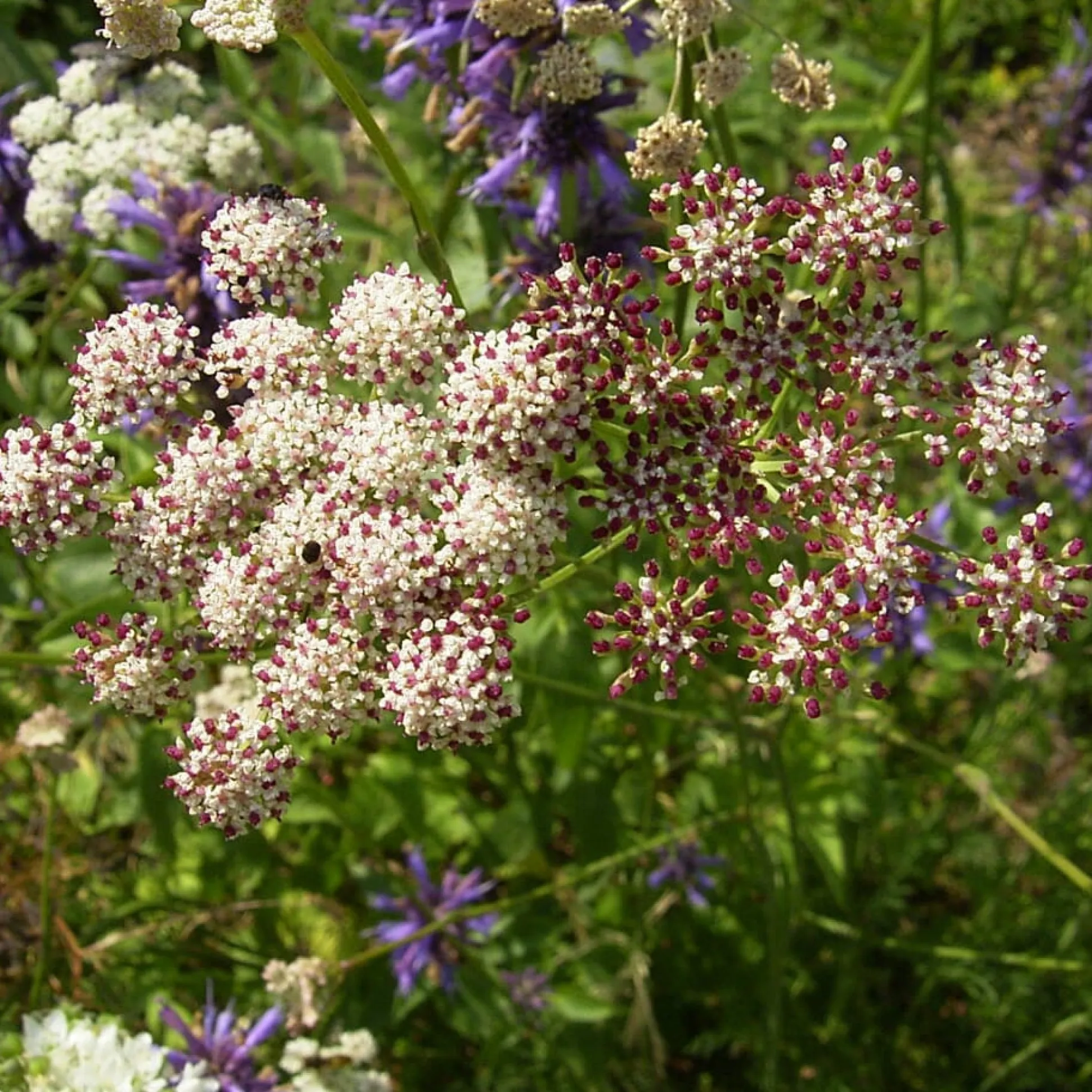Kombipaket Klimawandel- und Stauden für Bienen, Schmetterlinge