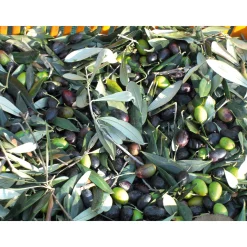 Ligurisches Olivenöl „Carte Noire“ DOP