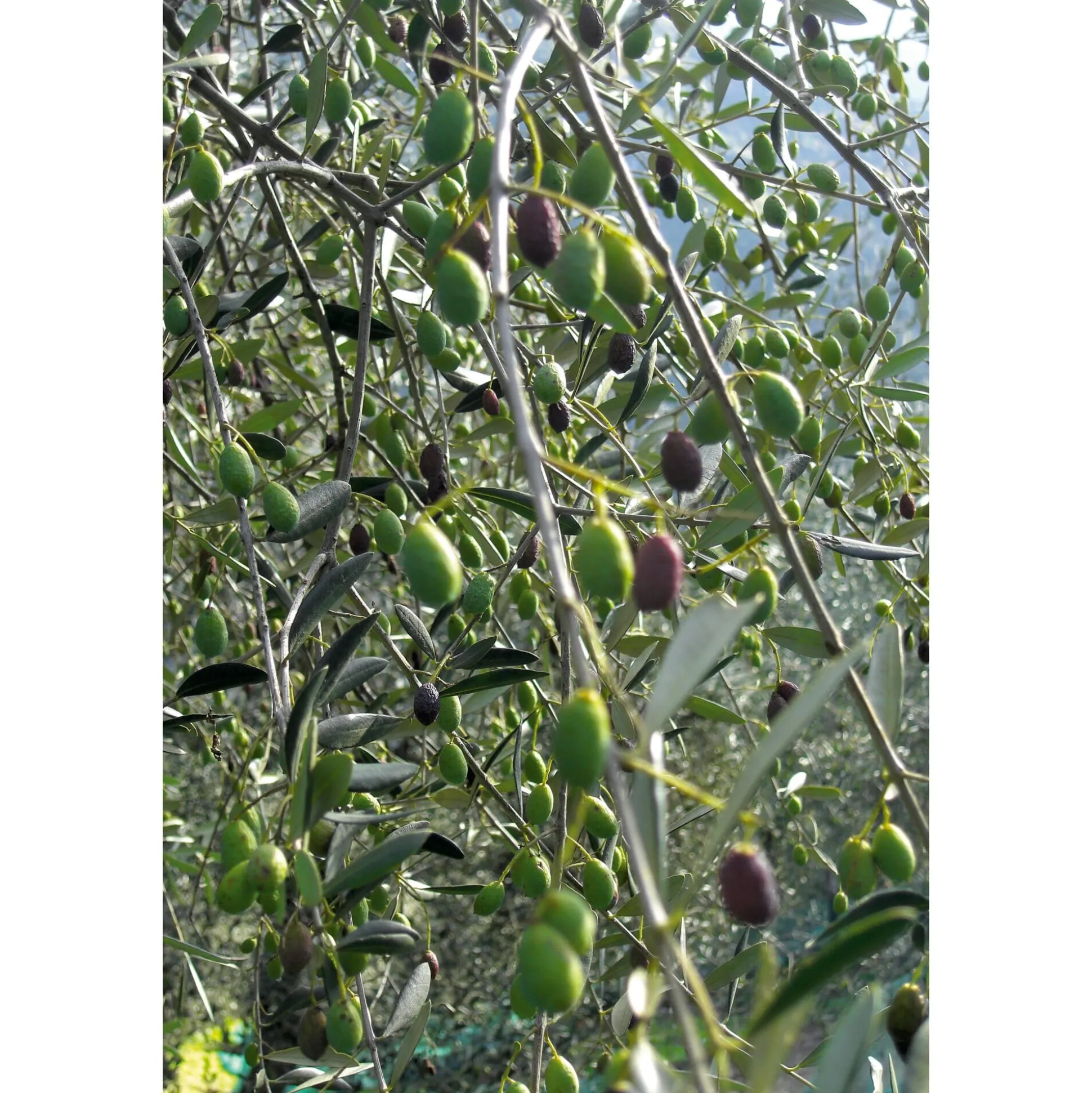 Ligurisches Olivenöl „Carte Noire“ DOP