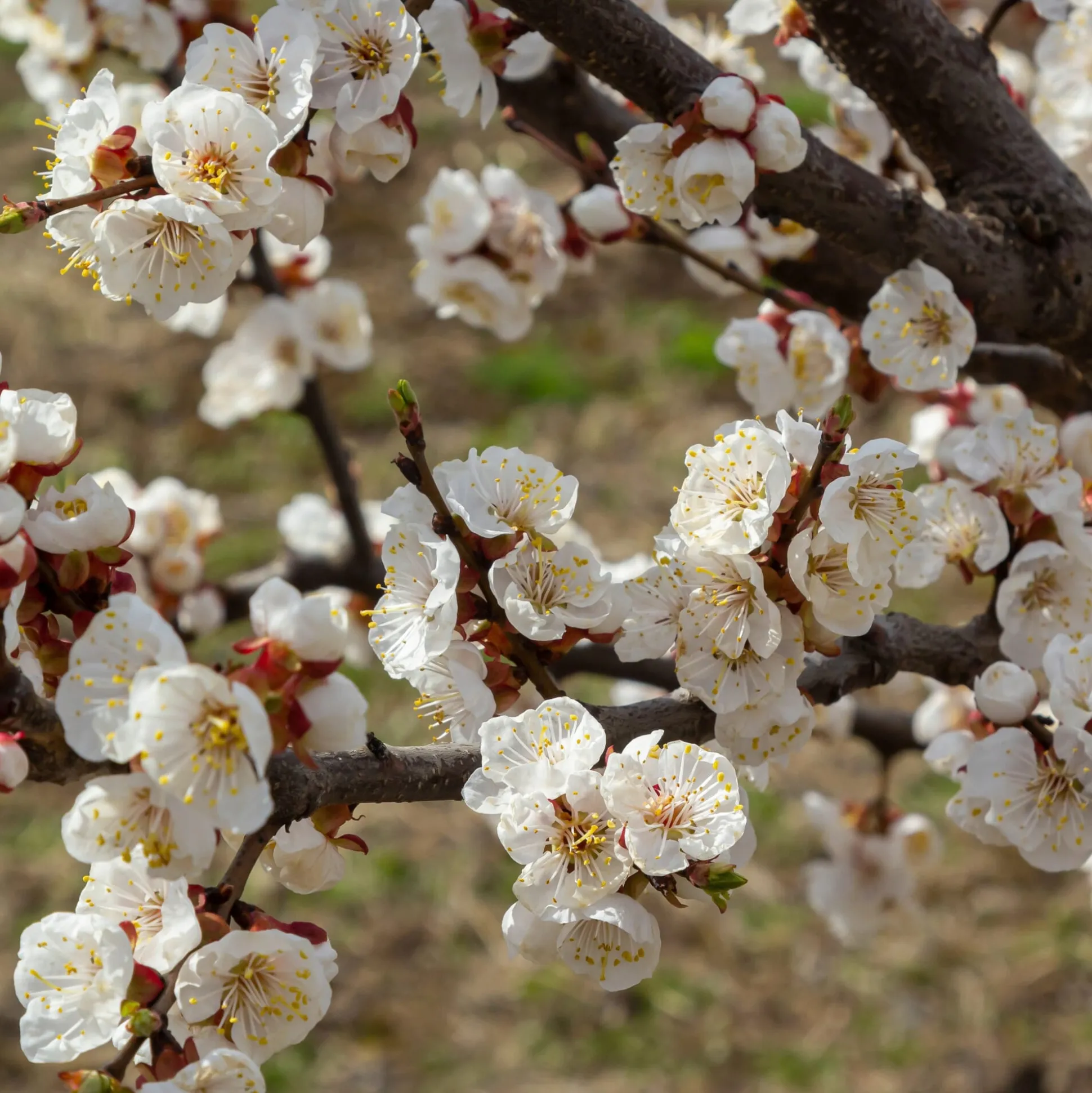 Obstgehölz Aprikose 'Luizet'