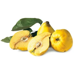 Obstgehölz Birnenquitte 'Meisterquitte'