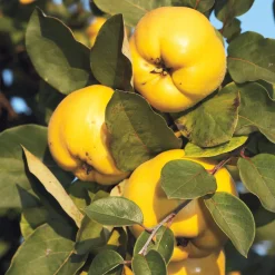 Obstgehölz 'Konstantinopeler Apfelquitte'