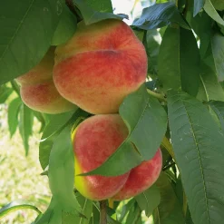 Obstgehölz Pfirsich 'Anneliese Rudolph'