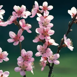 Obstgehölz Pfirsich 'Anneliese Rudolph'