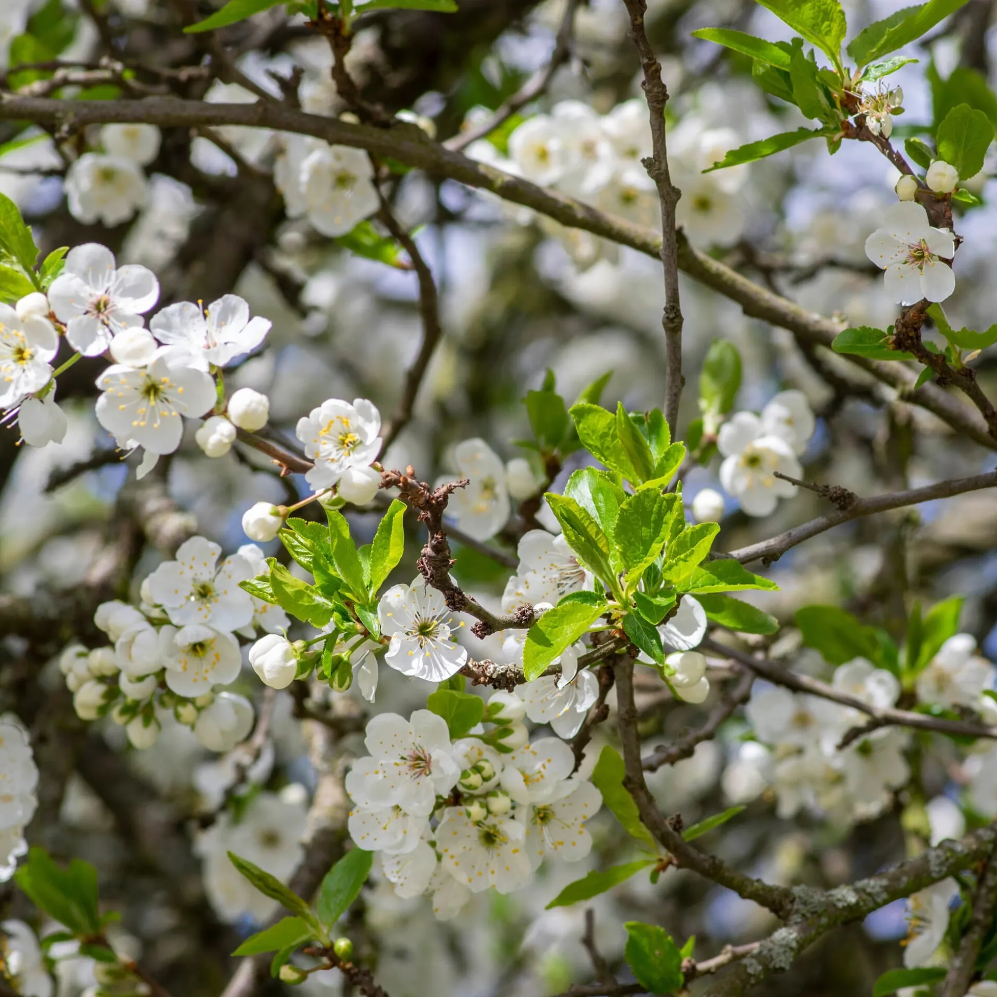 Obstgehölz 'Reneklode aus Oullins'