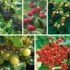 Obstgehölz Strauchpaket Beerenobst