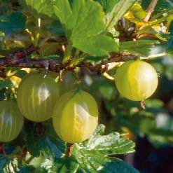 Obstgehölz Strauchpaket Beerenobst