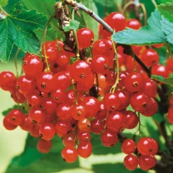 Obstgehölz Strauchpaket Beerenobst