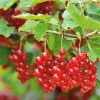Obstgehölz Säulenjohannisbeere 'Rolan'