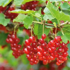 Obstgehölz Säulenjohannisbeere 'Rolan'