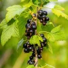 Obstgehölz Säulenjohannisbeere 'Hedda'