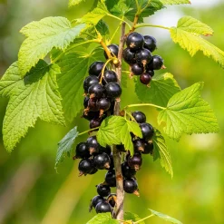 Obstgehölz Säulenjohannisbeere 'Hedda'