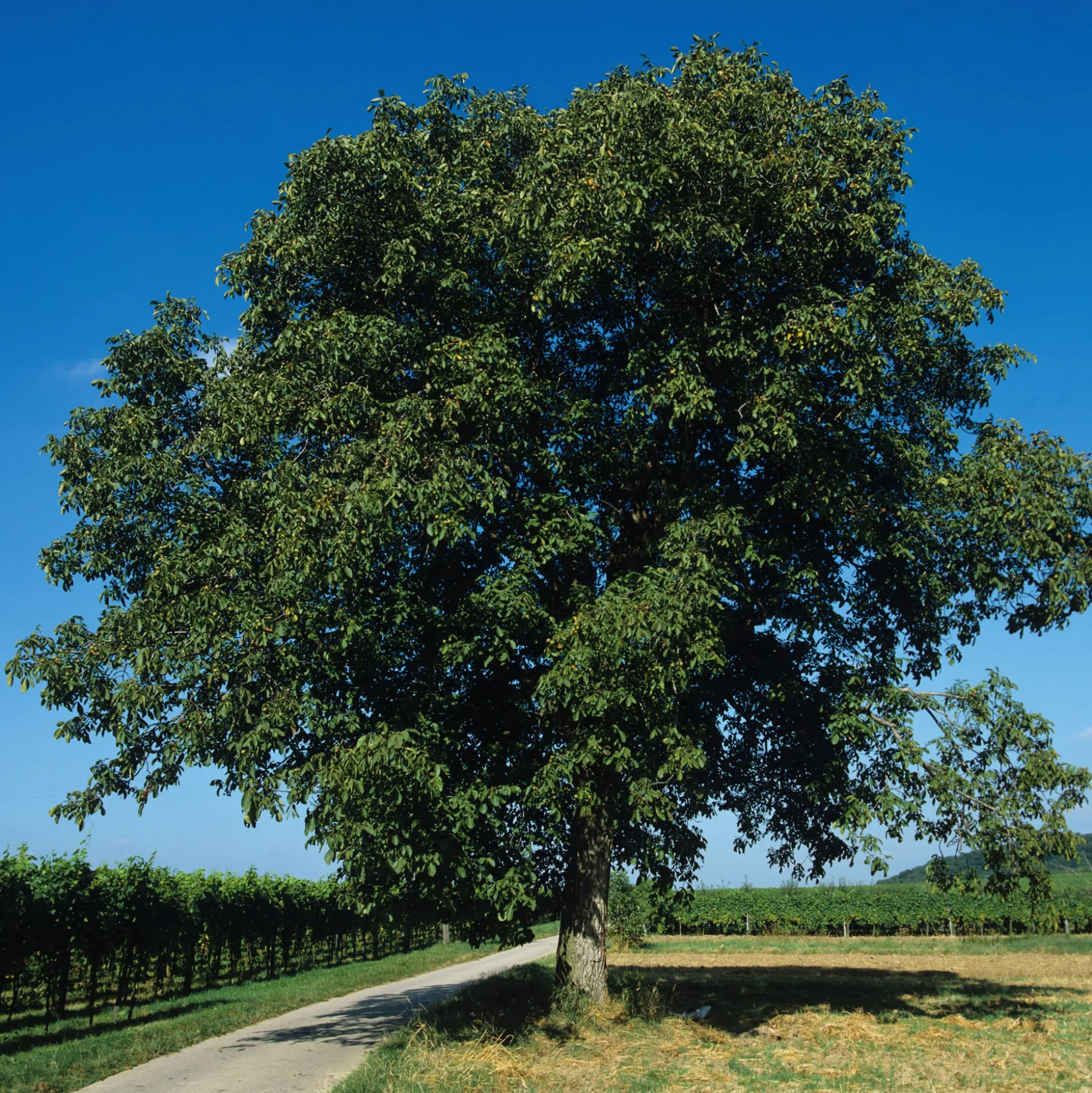 Obstgehölz Walnuss 'Rote Donaunuss'