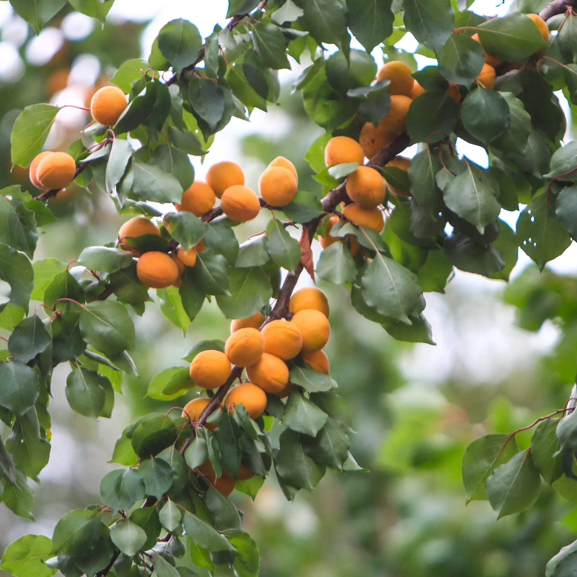 Obstgehölz Wilde Marille