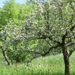 Obstgehölz Winterapfel 'Winterrambur'