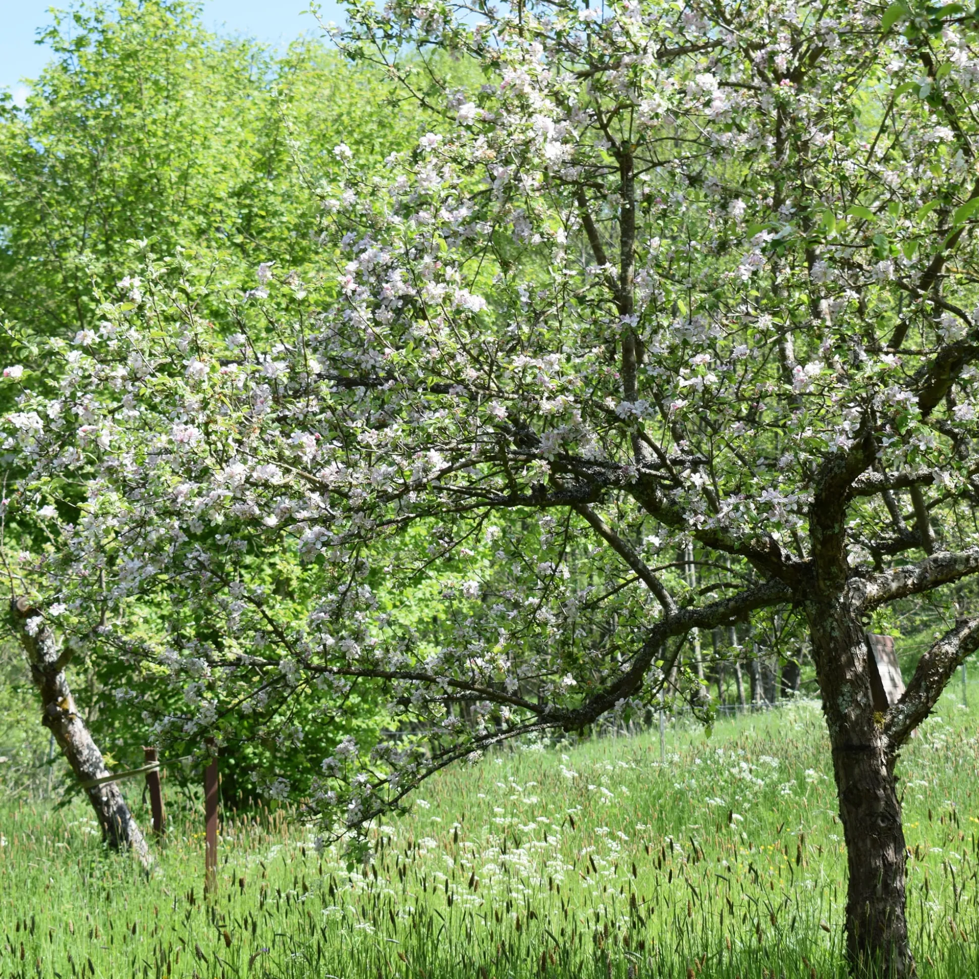 Obstgehölz Winterapfel 'Winterrambur'