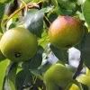 Obstgehölz 'Zuckerbirne von Montluçon'