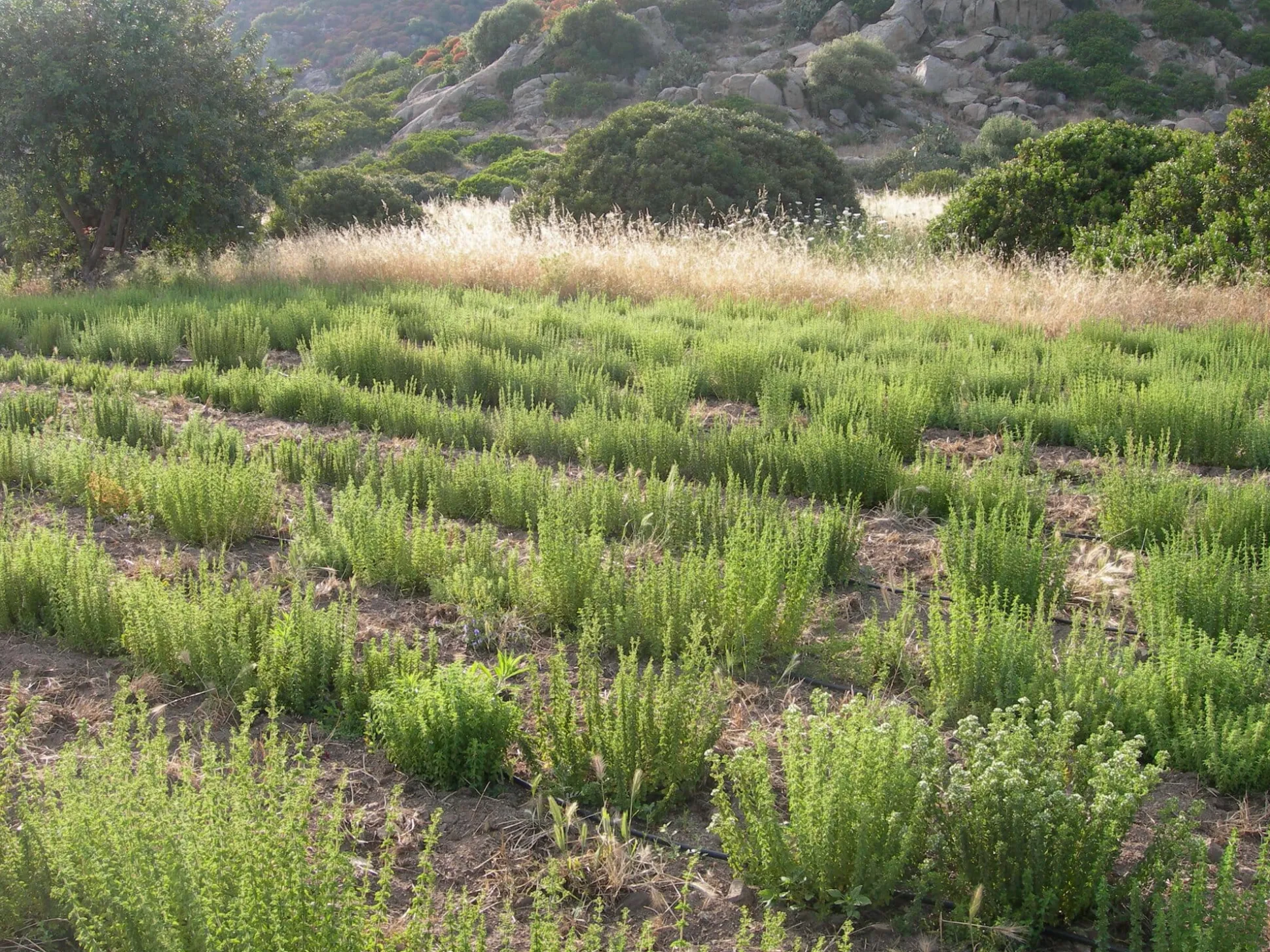 Oregano