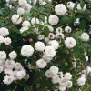 Ramblerrose ’Félicité et Perpétue‘