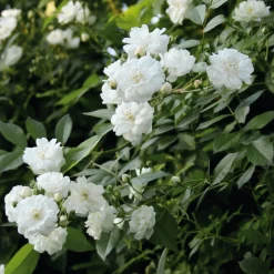 Ramblerrose 'Guirlande d`Amour®'