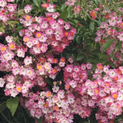 Ramblerrose Maria Lisa