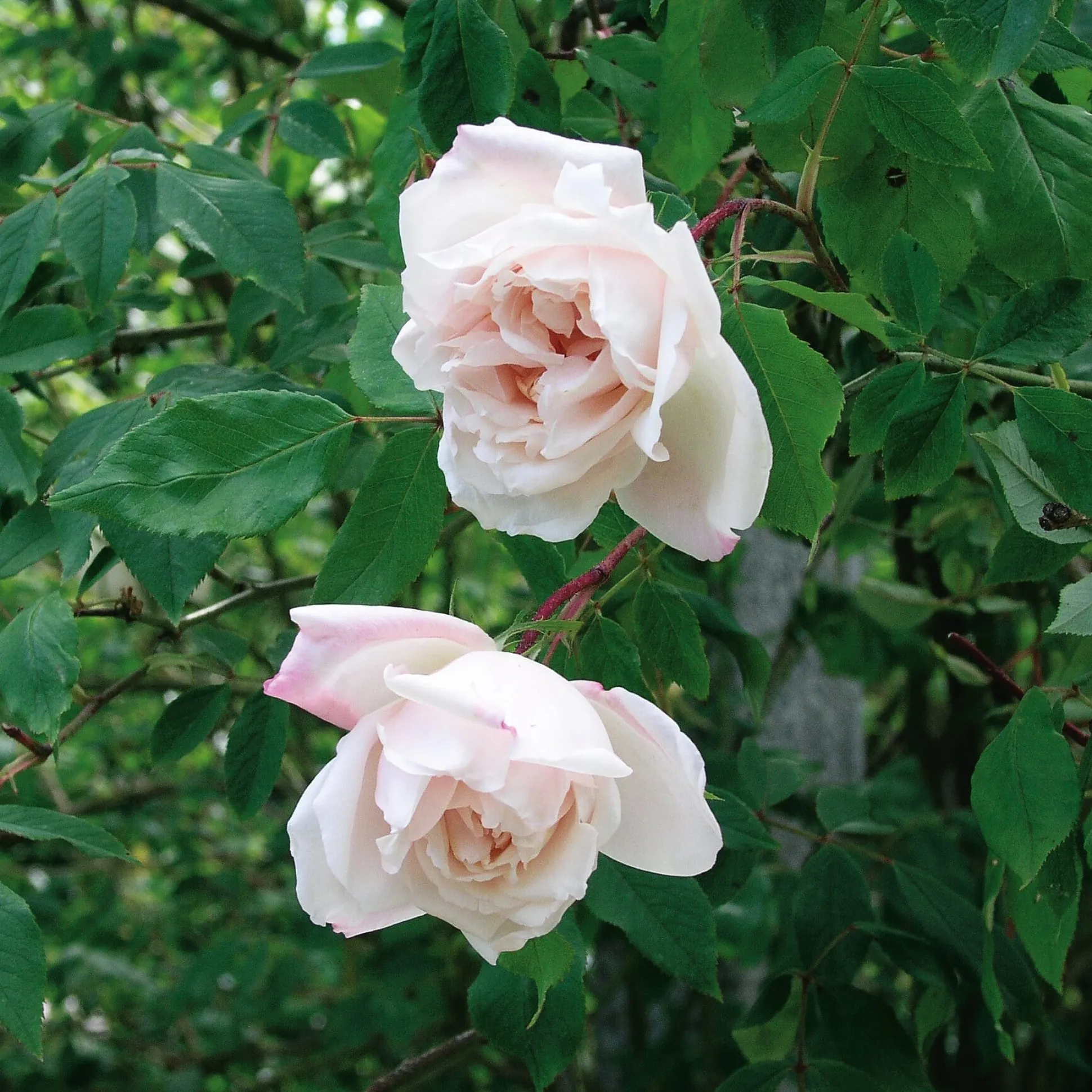 Ramblerrose 'Mme Alfred Carrière'