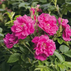 Rosenhecke Friesenwall