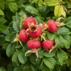 Rosenhecke Friesenwall