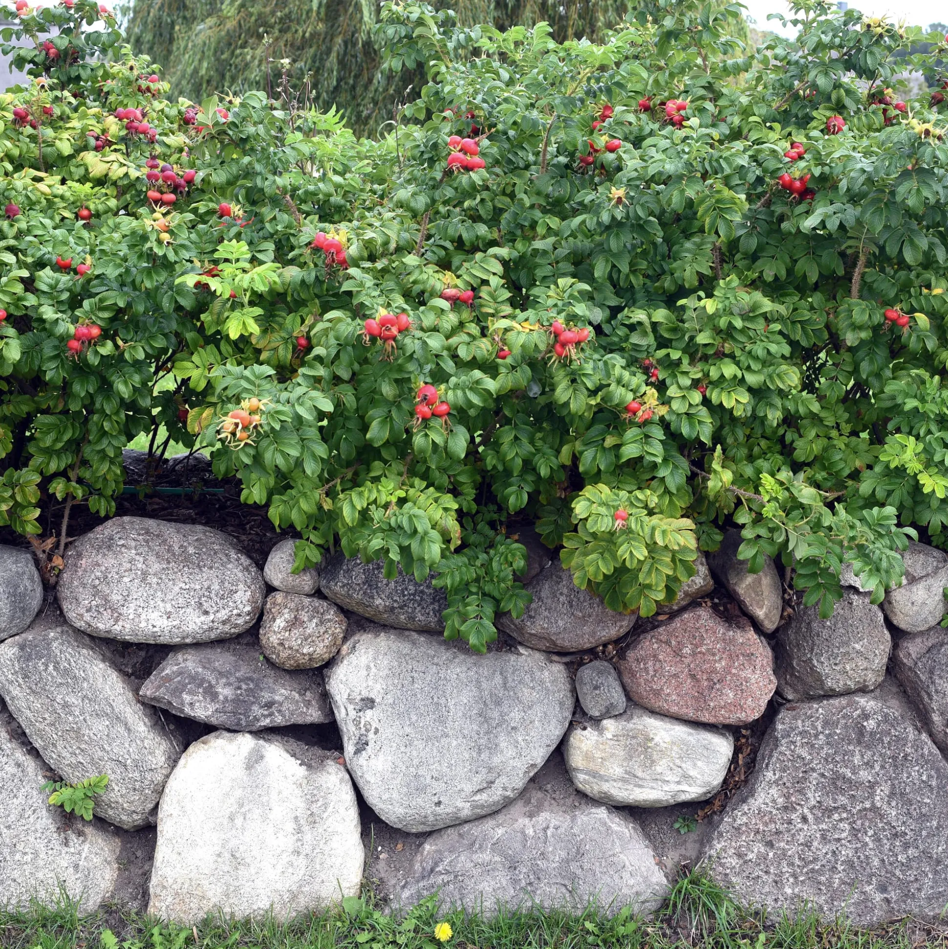 Rosenhecke Friesenwall