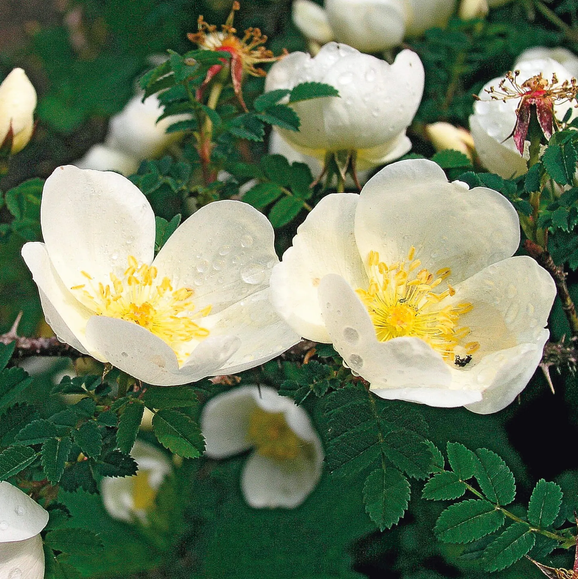 Rosenhecke Heimische Wildrosen