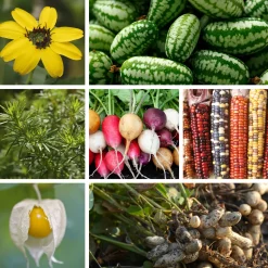 Saatgut Gemüse und Blumen für Kinder