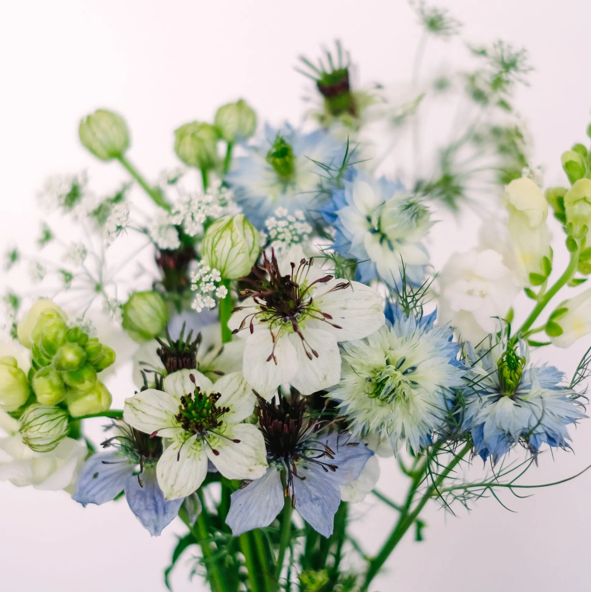 Saatgutkollektion für Blumensträuße
