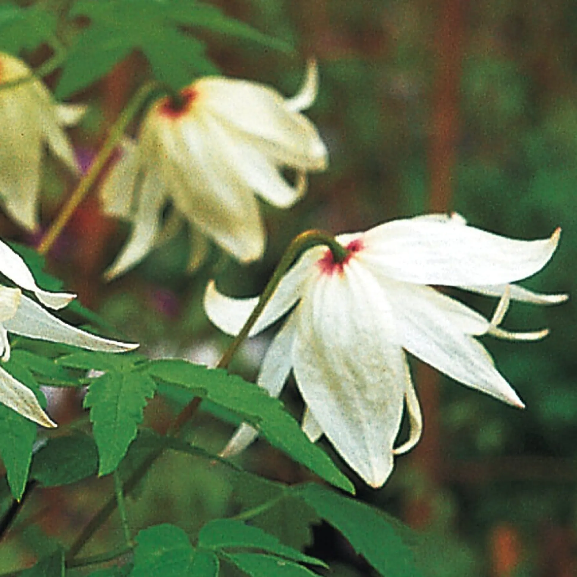 Sibirische Alpenwaldrebe 'Albina Plena'