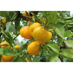 Sizilianischer Mandarinenfruchtaufstrich