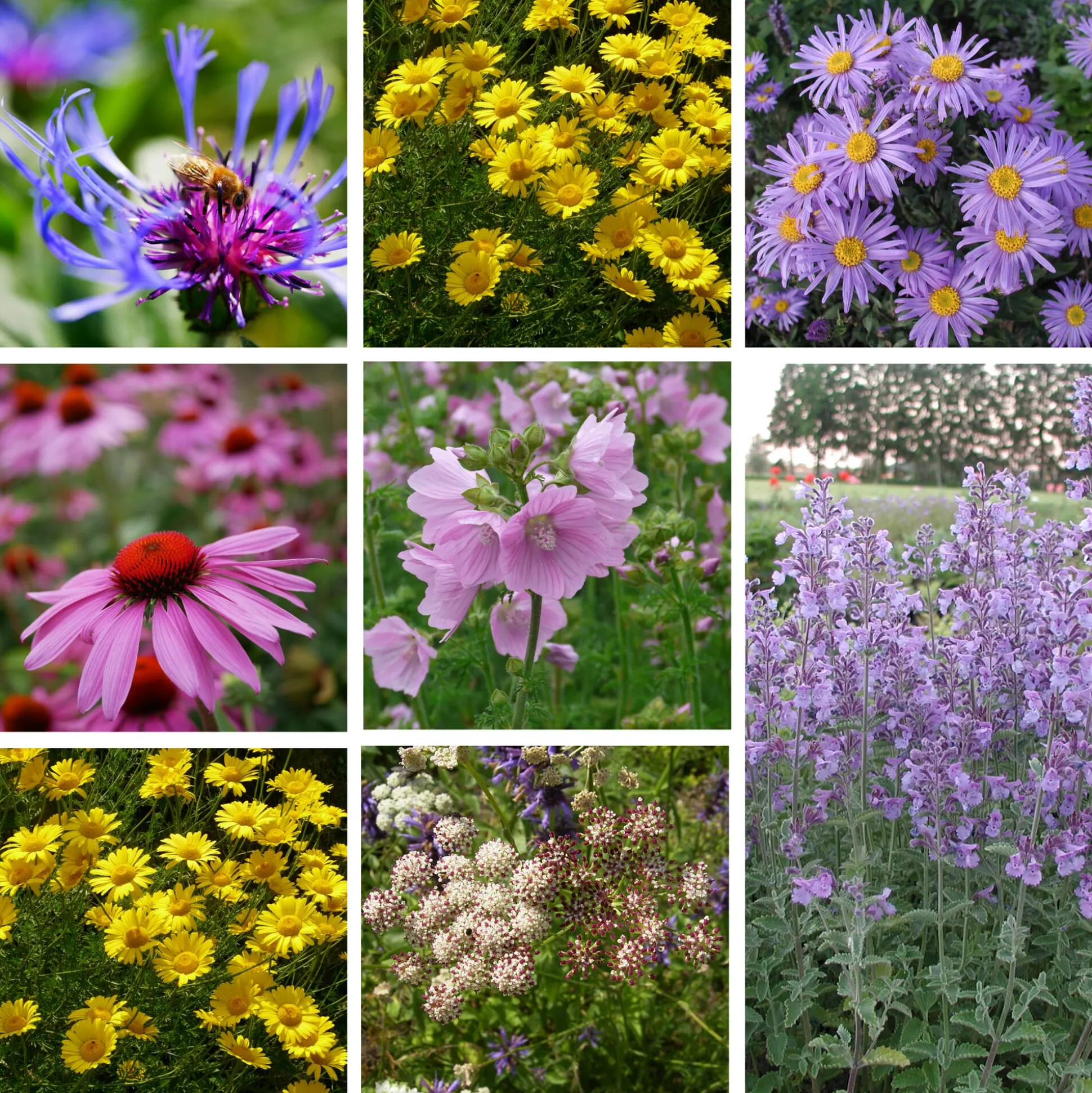 Stauden für (Wild-)Bienen und Schmetterlinge