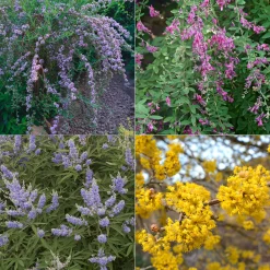 Strauchpaket Insektenweide