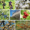 Strauchpaket Wildfruchthecke 1