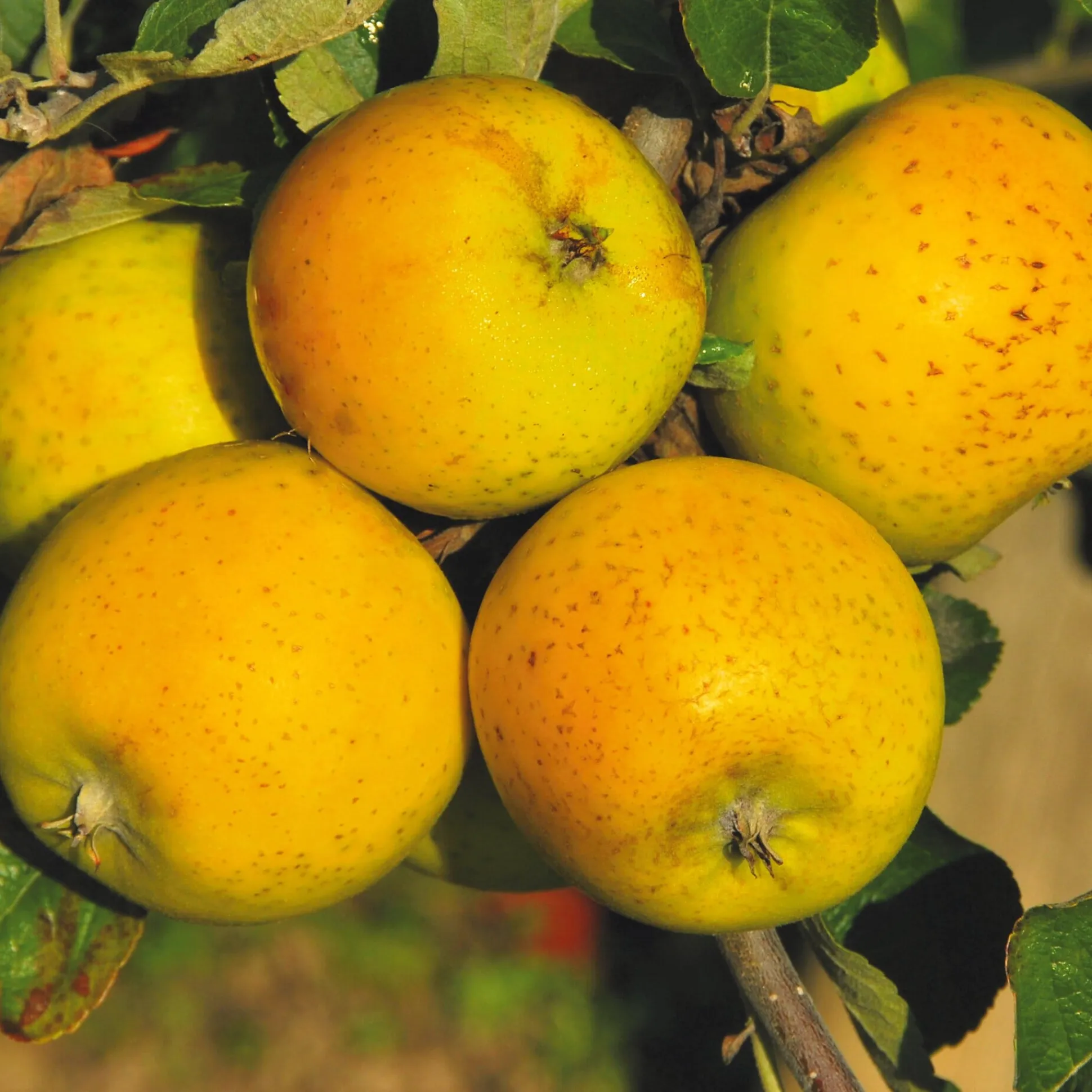 Säulenapfel 'Ananasrenette'