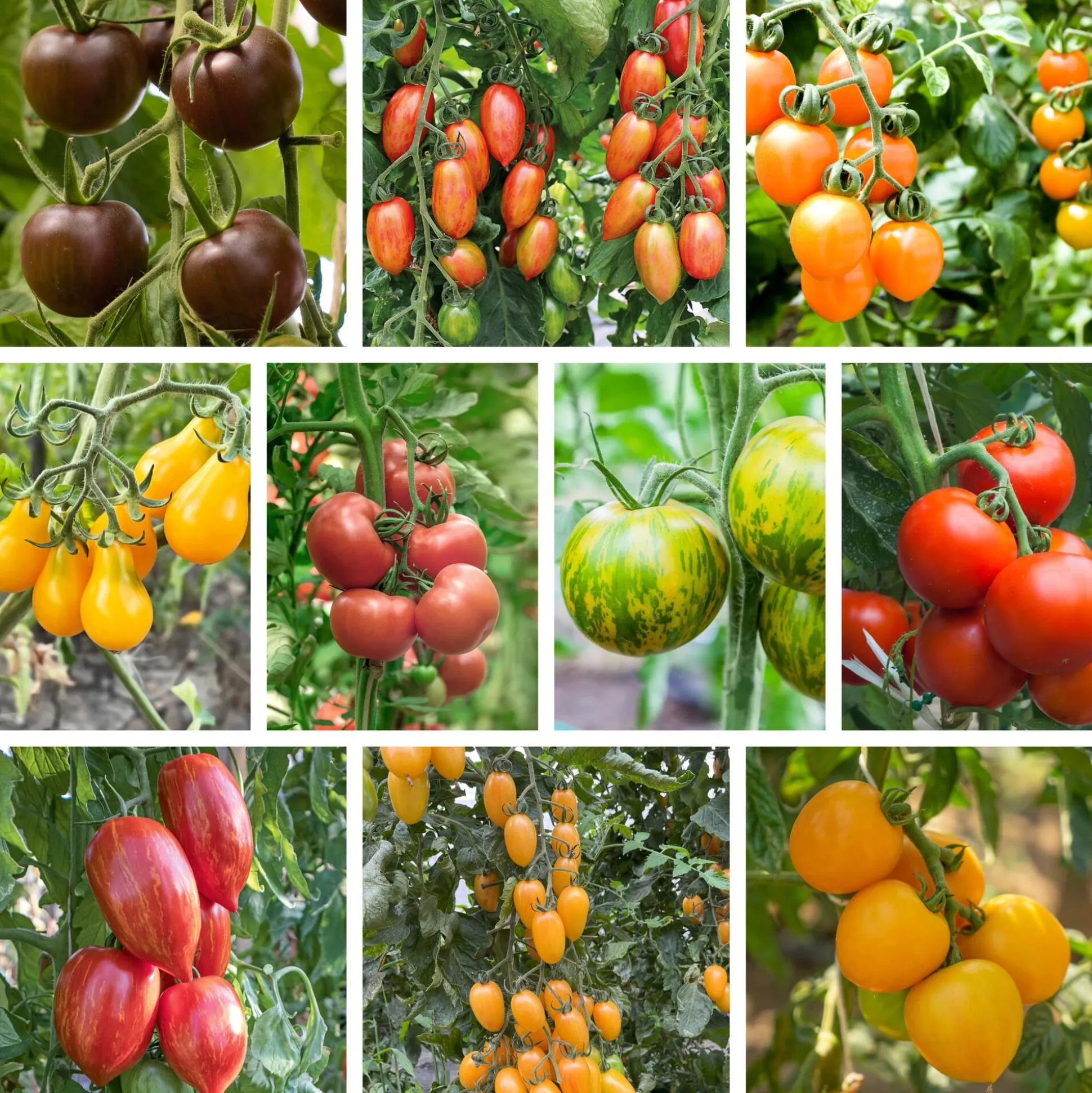 Tomatenjungpflanzen