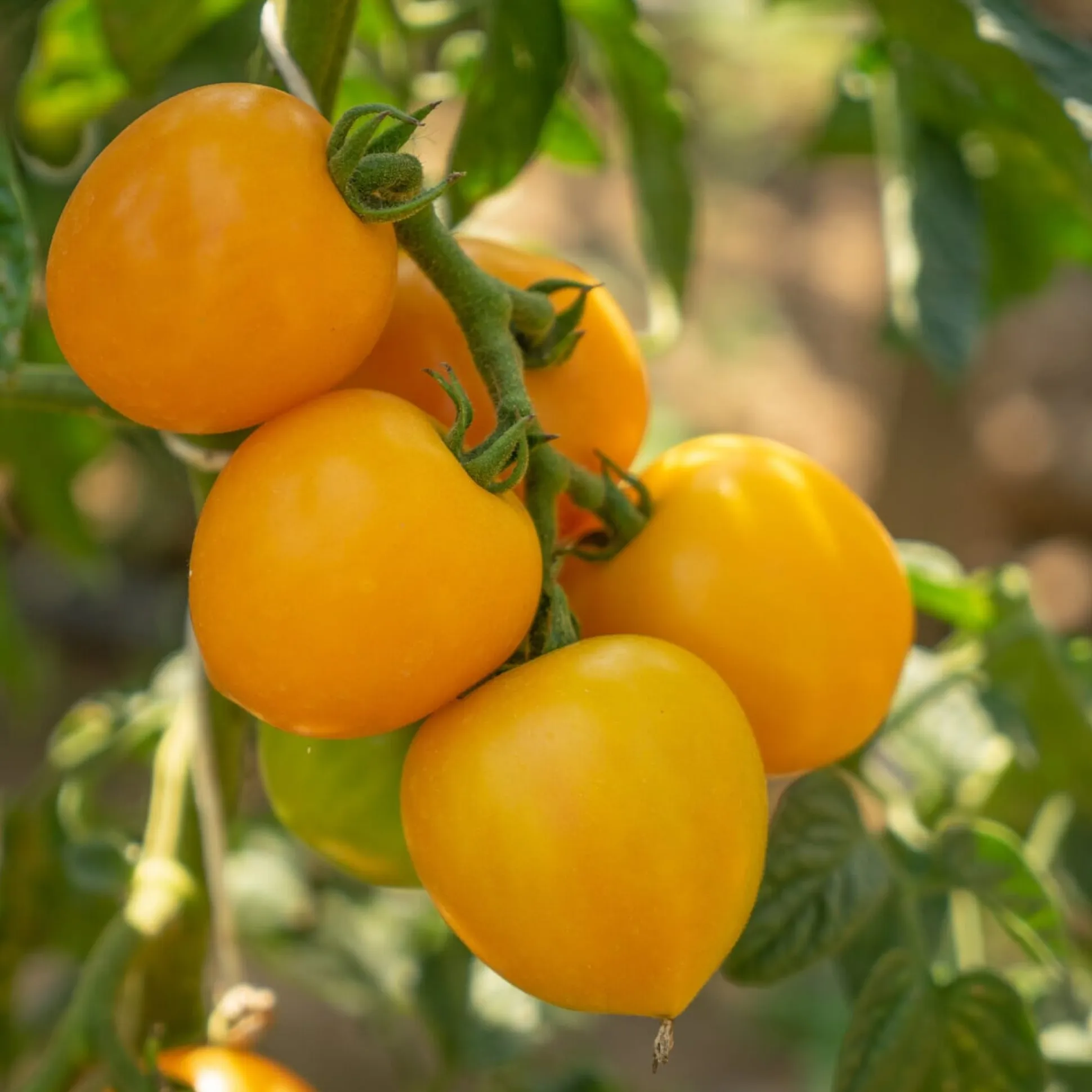Tomatenjungpflanzen