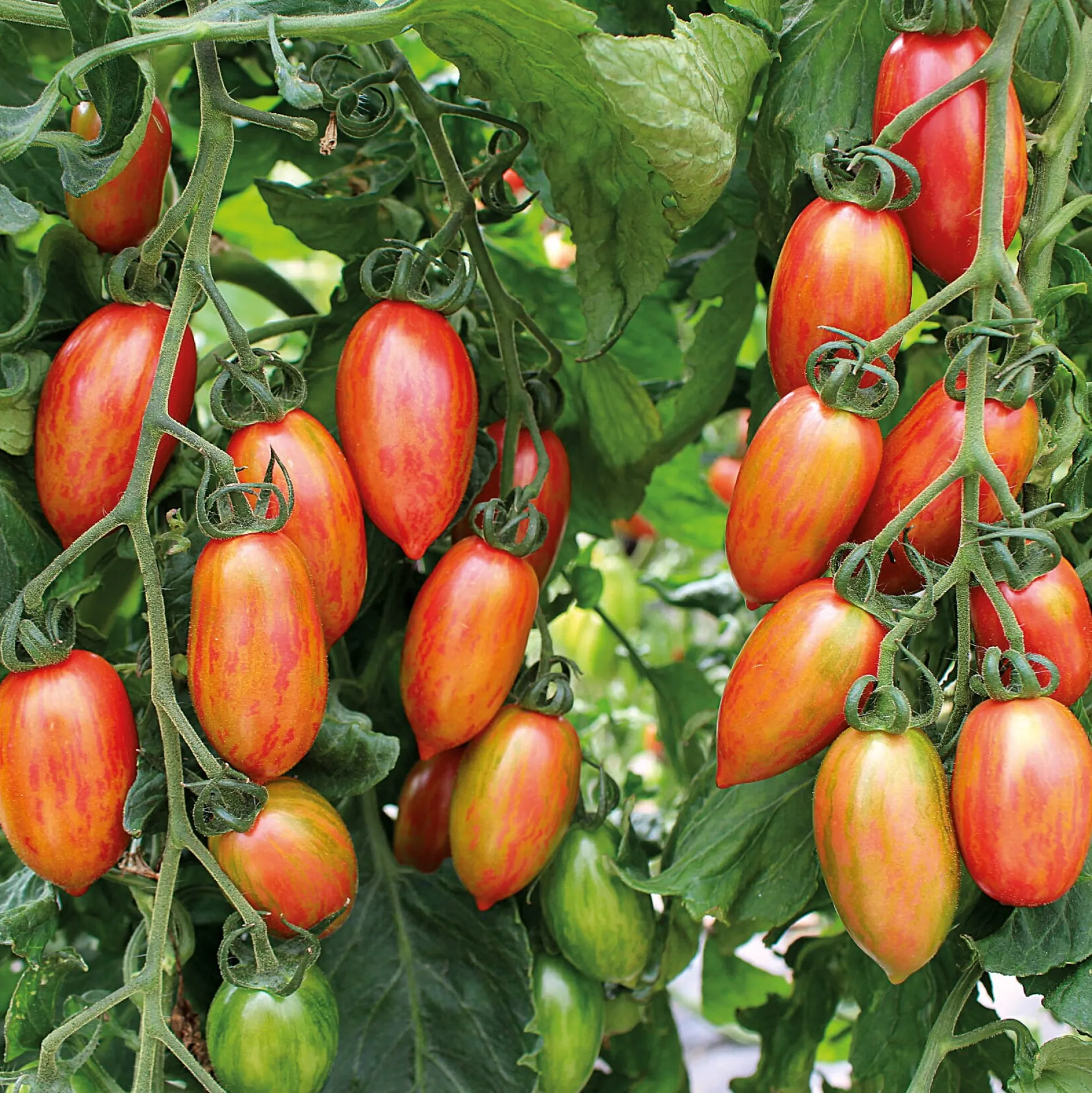 Tomatenjungpflanzen