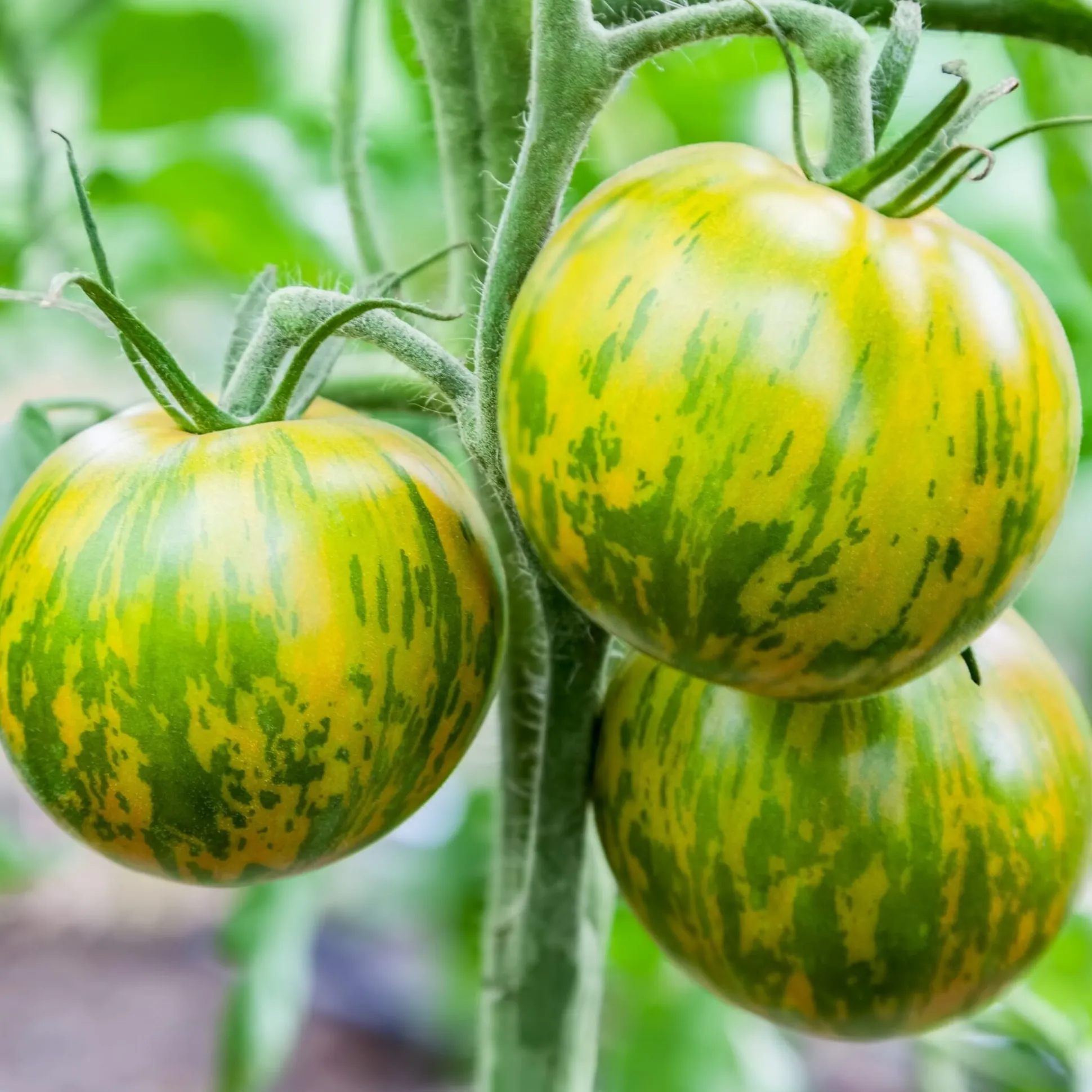 Tomatenjungpflanzen