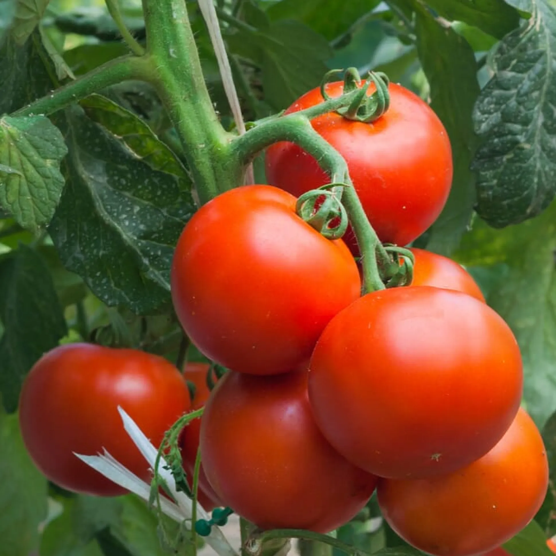 Tomatenjungpflanzen
