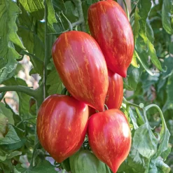Tomatenjungpflanzen