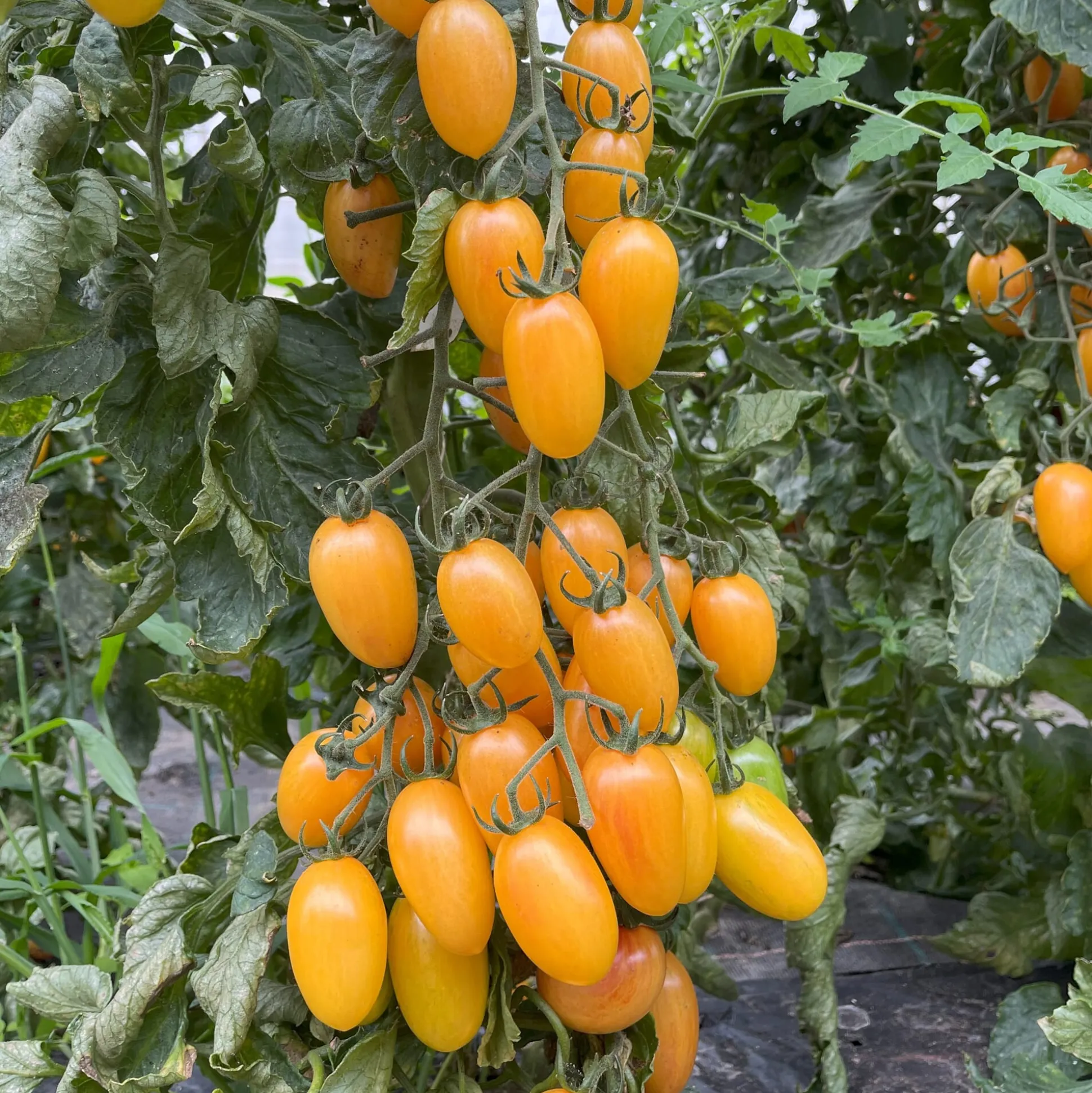 Tomatenjungpflanzen