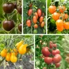 Tomatenjungpflanzen