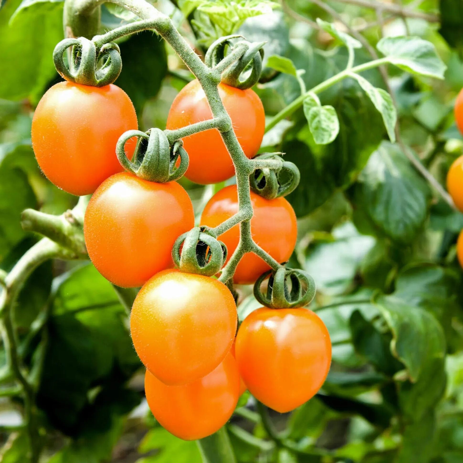 Tomatenjungpflanzen